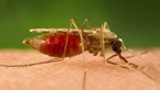 Phun thuốc phòng chống sốt rét ở Mozambique cho 1,7 triệu hộ gia đình
